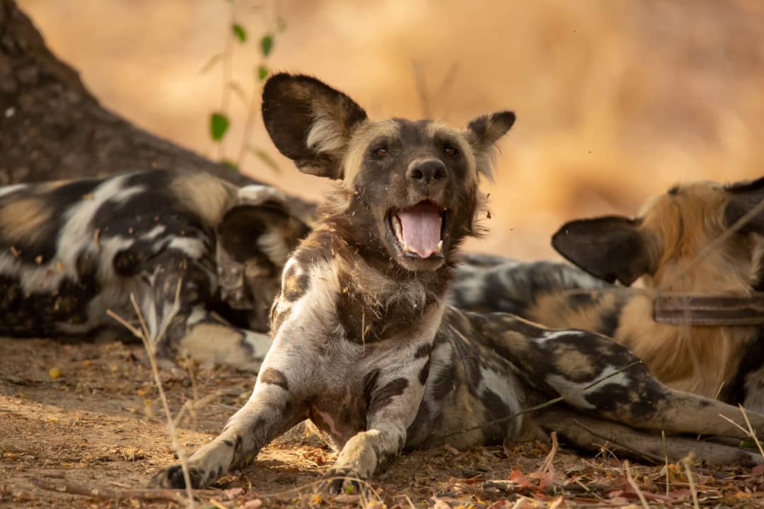 7 Days Southern Tanzania Wildlife Safari, Selous, Mikumi & Ruaha